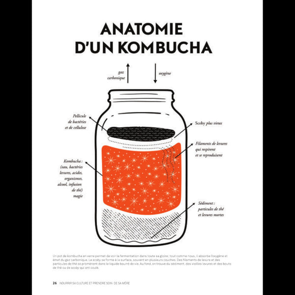 Révolution Kombucha - Extrait illustration kombucha
