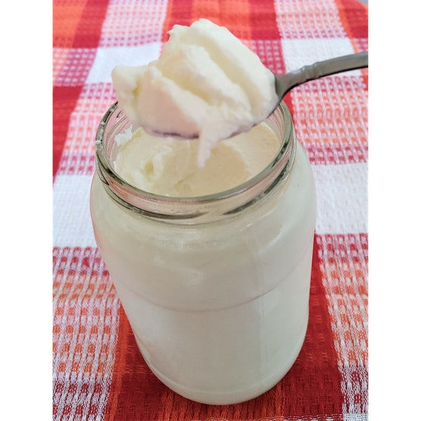 Bocal de L. Gasseri Superfood Starter avec texture épaisse