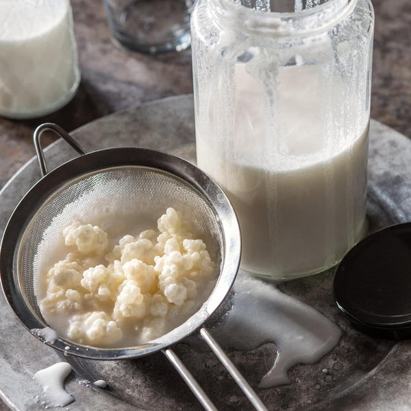 Grains de kéfir de lait dans un tamis