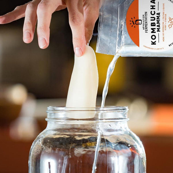 Scoby kombucha et sa culture liquide