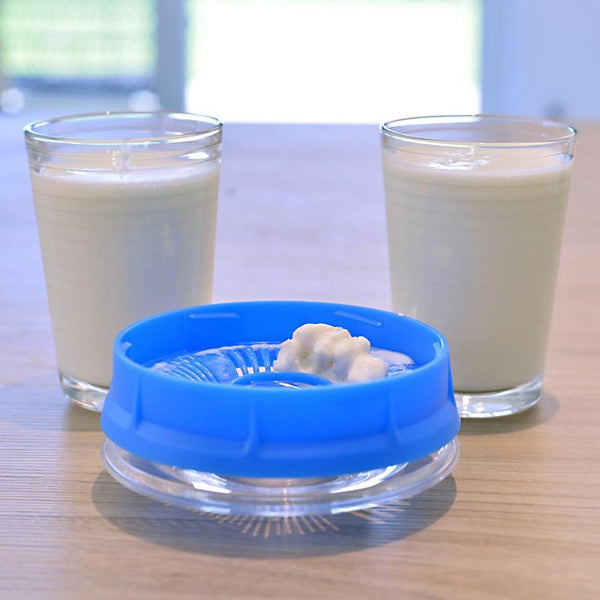 Grains de kéfir dans couvercle du kefirko