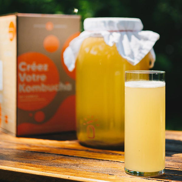 Kit à kombucha maison